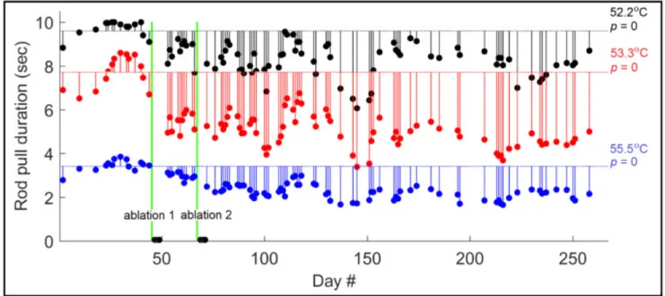 Figure 11: Subject C was ablated twice in area 4.  This resulted in a dramatic increase in  nociceptive sensibility, which was cumulative across two ablations