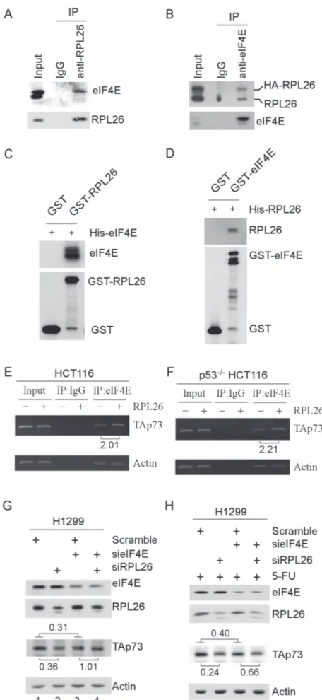 Figure 5: RPL26 modulates eIF4E to regulate p73 mRNA translation via physical interaction