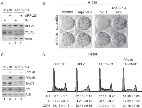 Figure 6: RPL26 regulates cell proliferation in a TAp73-dependent manner. A. H1299 cells (lanes 1-2) and TAp73-knockout H1299 cells (lanes 3-4) were transfected with control siRNA or siRNA targeting RPL26 for 72 h