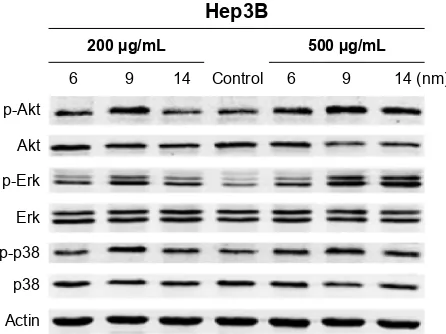 Figure 7 Fe3O4 NPs regulate the activities of akt and MaPK in human hepatoma cells.Notes: The expressions of akt, erk, and p38 were measured using Western blot in hep3B cells exposed to Fe3O4 NPs with different diameters for 24 hours