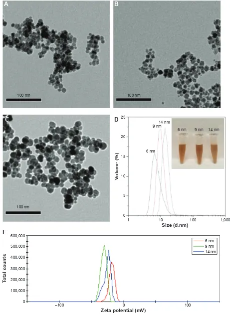 Figure 1 characterization of Fe3O4 NPs.Notes: TeM images of Fe3O4 NPs with the diameter of 6 nm (A), 9 nm (B), and 14 nm (C)