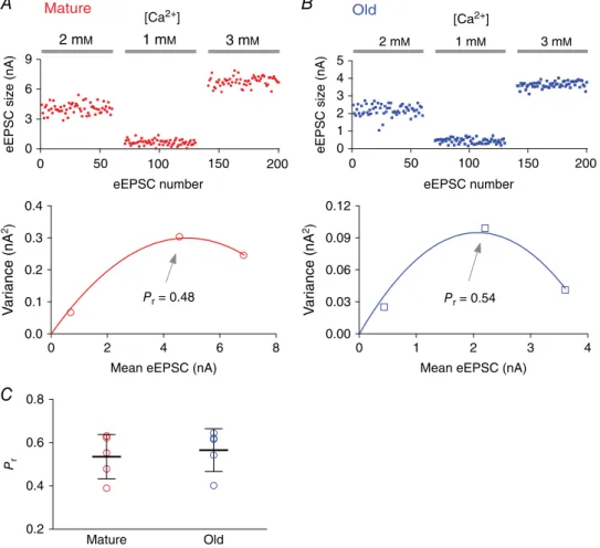 Figure 3. Initial release probability at the endbulb of Held synapses in mature and old mice assessed by variance-mean analysis