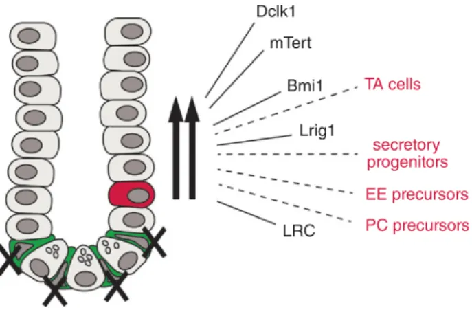 Figure 3. Schematic drawing illustrating the response of the intestine to damage