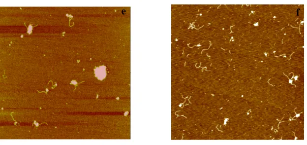 Figure 2.9 AFM images of RFC-DNA complexes in presence of ATP or ADP. a,  RFC-1077Nick DNA complexes in low salt concentration buffer with ATP (NaCl,  50mM)