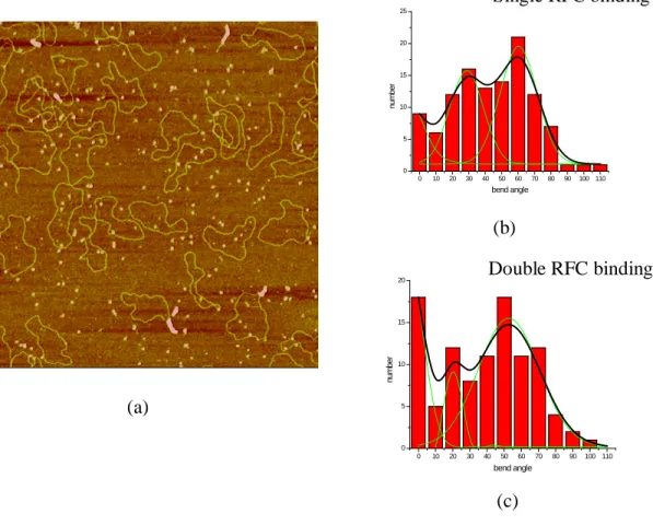 Figure 2.12: Representative AFM image and histograms of bend angle distribution  of RFC on the pUC18Nick DNA substrate in the absence of nucleotide