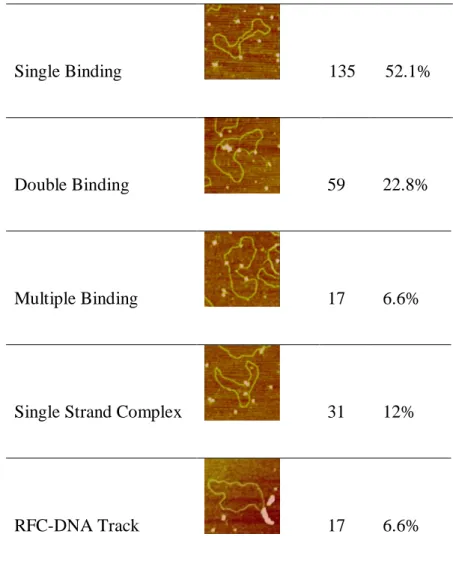 Table 2.3 Statistical analysis of the conformation of RFC on the PUC18Nick DNA  substrate in the absence of nucleotide 