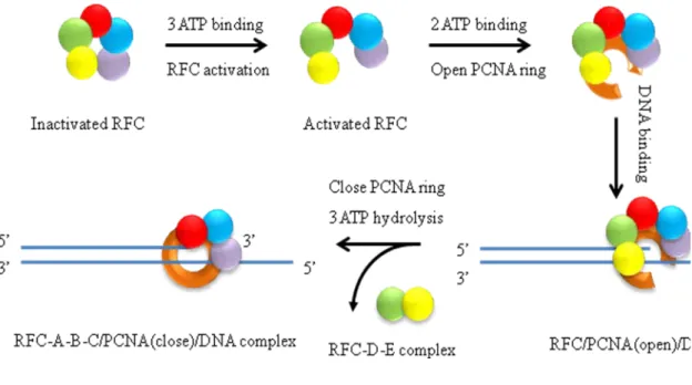 Figure 2.15 Schematic view of the proposed mechanism of RFC loading PCNA onto  a primer-template DNA substrate