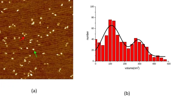 Figure 3.1 Representative AFM image of Msh2Msh3 and histogram of the volume  distribution of Msh2msh3