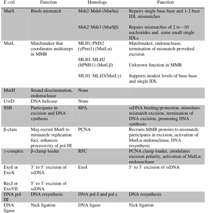 Table 1.1 Identity and function of E. coli and eukaryotic proteins involved in MMR 