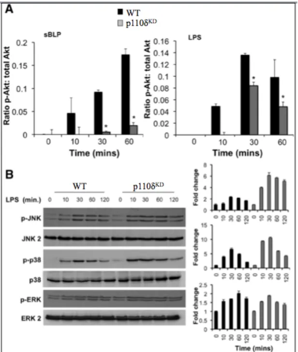 Figure 2.4. PI3K p110δ KD  macrophages demonstrate altered kinetics and magnitude  of MAPK activation