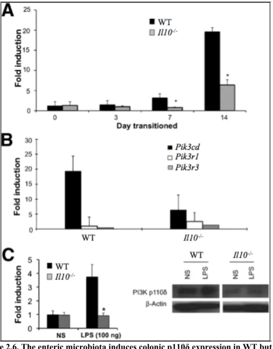 Figure 2.6. The enteric microbiota induces colonic p110δ expression in WT but not  colitis-prone Il10 -/-  mice