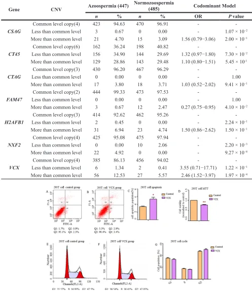 Table 3: The distribution of copy number variation of selected X chromosome multicopy genes in the azoospermia and normozoospermia groups