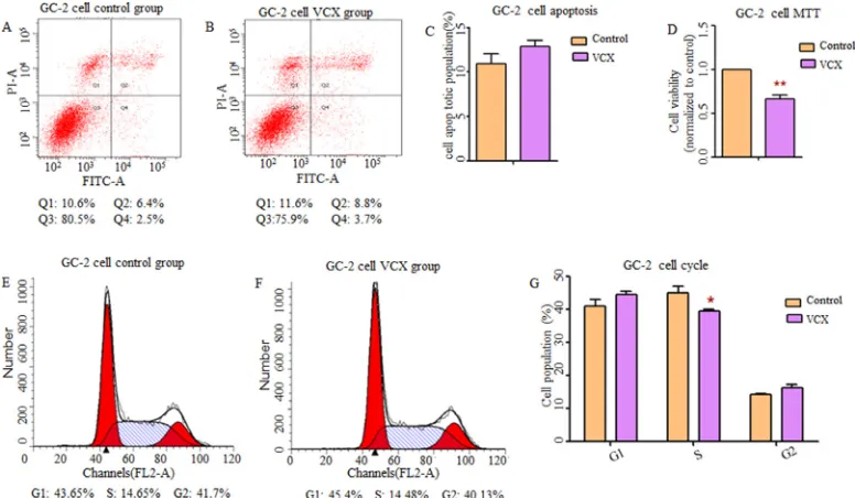 Figure 2: Effect of VCX on cell apoptosis, cell proliferation and cell cycle in GC-1 cells