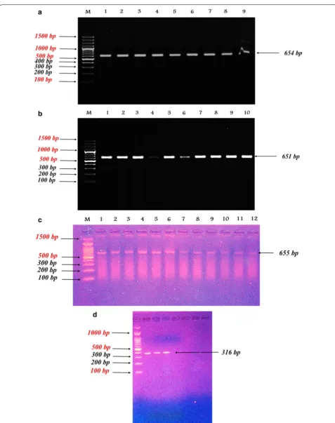 Fig. 1 PCR amplification of IGFBP-3 gene for sheep (a), Cattle (b), Buffalo (c) and goat (d)