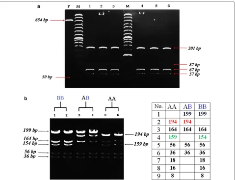 Fig. 2 a The PCR products of the IGFBP-3 gene from genomic DNA of tested breeds digested by HaeIII