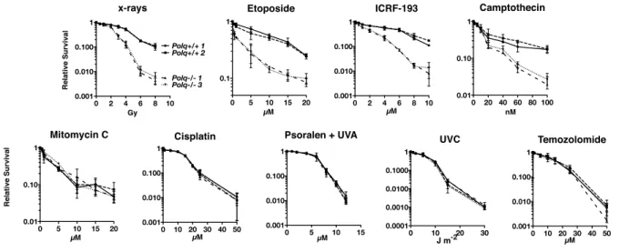 Figure 1.2: Hypersensitivity of Polq -/-  bone marrow stromal cells to DNA strand- strand-breaking agents