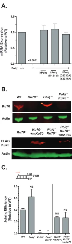Figure 2.1: Validation of NHEJ deficient cells and complementation A.0.00.51.01.5Polq: +/+-/-hPolqhPolq(K121M)hPolq(D2330A)(Y2331A)mRNA Expression(Relative to WT)