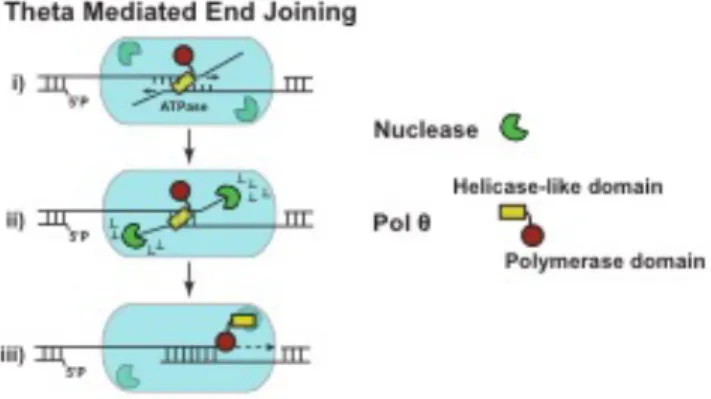 Figure 2.5: Proposed model of Pol  q -mediated end joining 