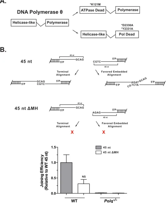 Figure 2.7: Separation of function in Pol  q  and role of terminal microhomology  (A) Domain structure of Pol q