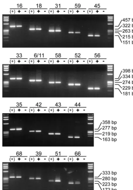 FIG. 3. Type-speciﬁc identiﬁcation of HPV DNA. Eighteen primerpairs for type-speciﬁc HPV detection by nested PCR were arranged in