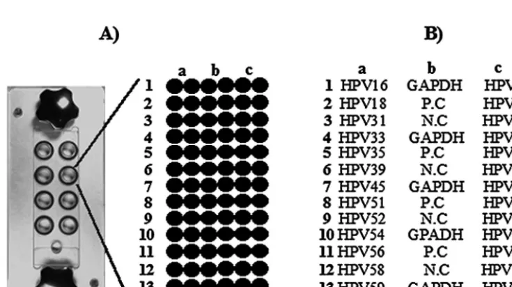 TABLE 2. PCR primers used in this study
