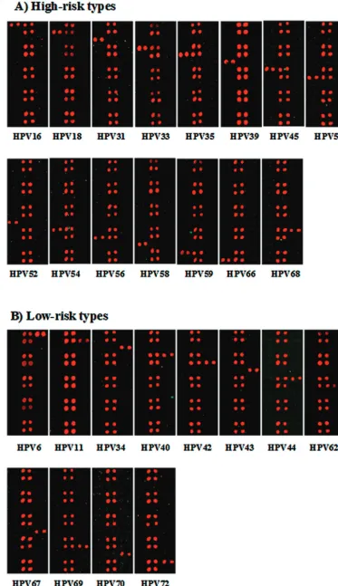 FIG. 3. Speciﬁcities of the type-speciﬁc probes for the 27 HPV types ampliﬁed from plasmids