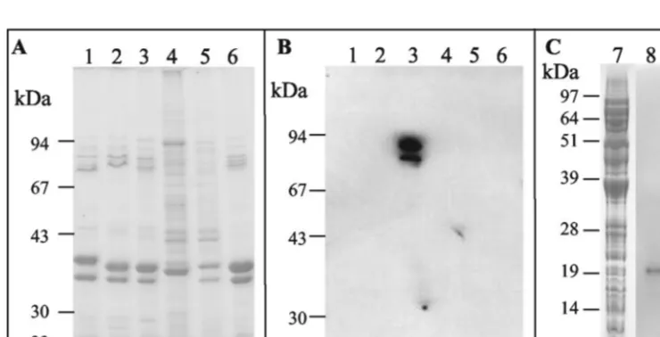 FIG. 9. One-step detection if intimin with AP-scFv fusion proteins.I3-AP fusion (panel A, 5 ml of culture supernatant/blot) was used to