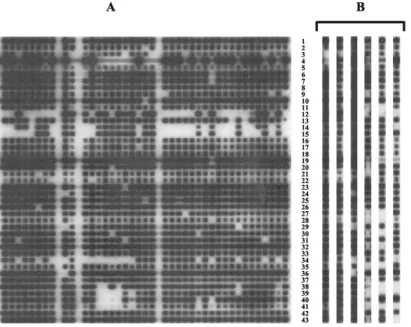 TABLE 1. Comparison of results obtained by deligoyping andAffymetrix-GeneChip analysis for 100 isolatesa