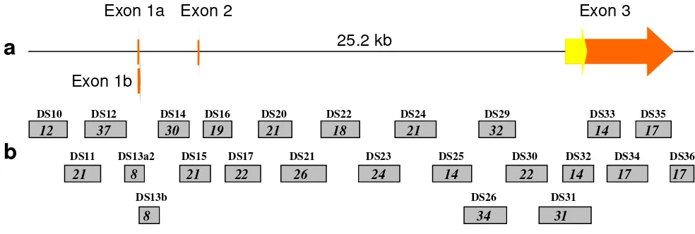 Figure 1coveragebers assigned to the amplicons are above the rectangles. Numbers of polymorphisms observed in U.S