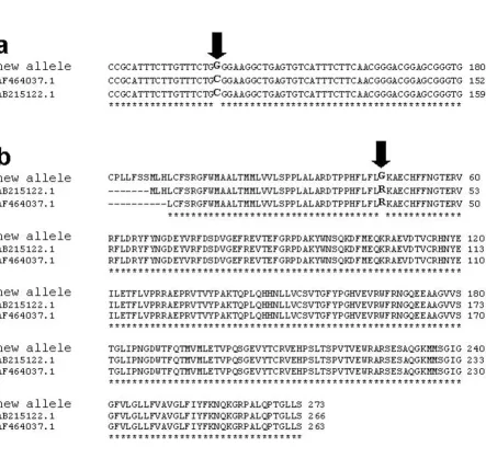 Figure 1Nucleotide and protein sequence alignment of SLA-DRB1 allelesNucleotide and protein sequence alignment of SLA-DRB1 alleles