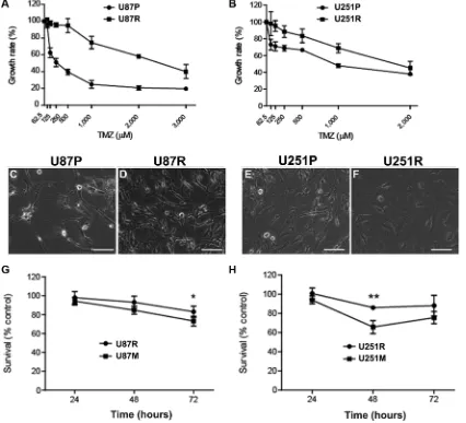 Figure 1: Metformin reduces temozolomide (TMZ) resistant glioblastoma cells. (A, B) Generation of TMZ-resistant U87R (A) and U251R (B) glioblastoma cell lines by extended TMZ treatment