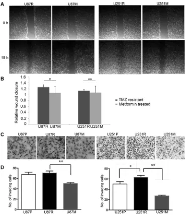 Figure 2: Metformin inhibits migration and growth of TMZ-resistant glioblastoma cells