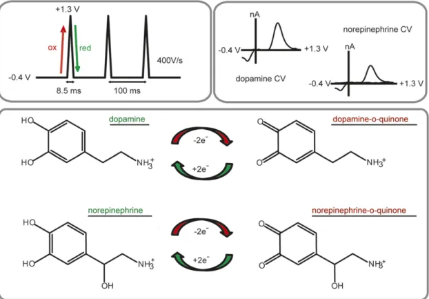 Fig. 1. FSCV for the detection of catecholamines. The most commonly used waveform sweeps from 20.4 to +1.3 V at a scan rate of 400 V/s