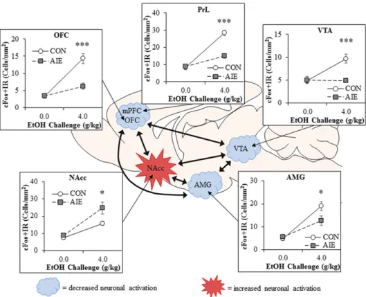 Fig. 5. Adolescent binge ethanol exposure reduces cholinergic marker expression in the whole mouse brain