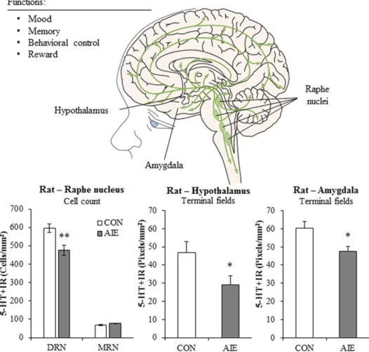 Fig. 6. AIE reduces 5-HT neurons in dorsal raphe nucleus, leading to alterations in terminal field projection densities