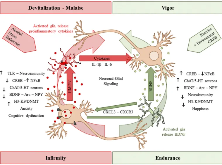 Fig. 8. Duality of stressors and enrichment on neuronal –glial signaling. Neuronal–glial communication lies along a continuum with devitalization- devitalization-malaise on one end and vigor-endurance on the other end