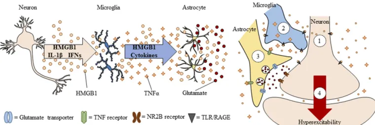 Fig. 9. Schematic summary of preclinical findings on the lasting consequences of adolescent binge drinking in adulthood
