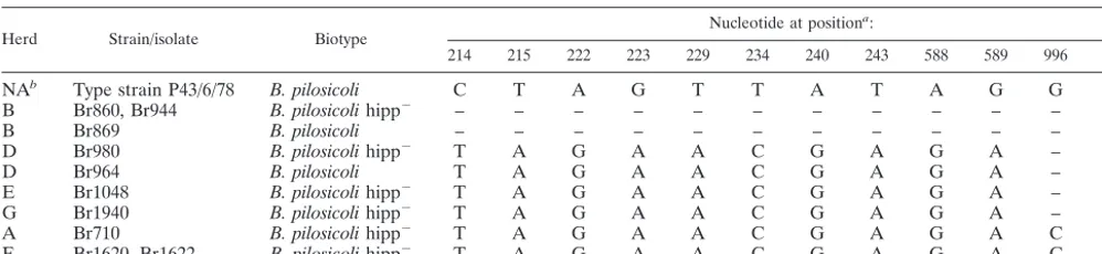 TABLE 3. Differences among the 16S rDNA sequences of B. pilosicoli P43/6/78 type strain, Finnish B