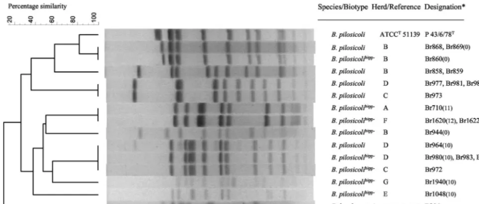 FIG. 1. Dendrogram of PFGE patterns of 11 B. pilosicoliB. hyodysenteriaetype strain is in parentheses