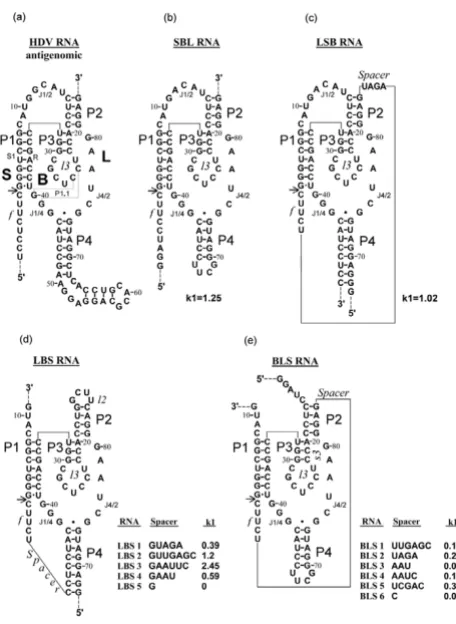 Figure 1designed variants of HDV antigenome ribozymeNucleotide sequence and proposed secondary structure of Nucleotide sequence and proposed secondary structure of designed variants of HDV antigenome ribozyme