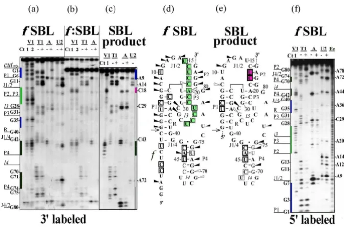 Figure 2RNase probing of SBL RNAor 5 × 10with nucleases under the conditions minimizing self-cleavage reaction (20°C, 5 min) or (b) self-cleaved at 50°C for 60 min and self-cleav-sequencing markers in the case of 5'-labeled RNA and increased mobility in th