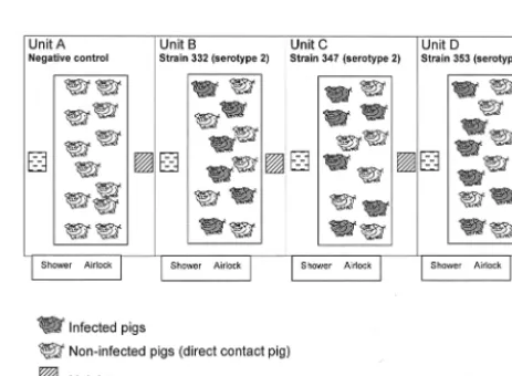 TABLE 2. Primers used to construct the PCR internal control and for multiplex PCR