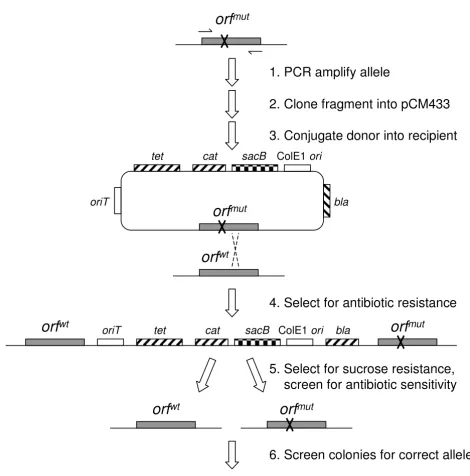 Figure 1Strategy for pCM433-based "in-out" allelic exchangeboundaries of the coding sequence, followed by cloning of the resulting fragment into pCM433, results in the desired Strategy for pCM433-based "in-out" allelic exchange