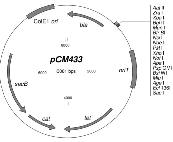 Figure 2Broad-host-range allelic exchange vector pCM433ble restriction sites in the multiple-cloning site, as well as key plasmid features: Broad-host-range allelic exchange vector pCM433