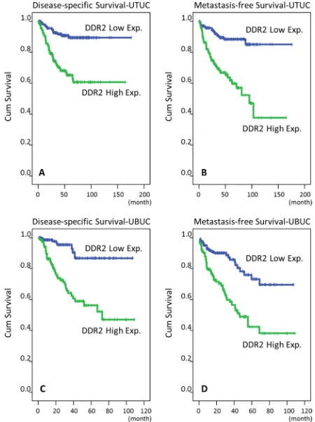 Figure 5: Survival analysis is depicted by Kaplan-Meier curves. Proven by log-rank tests, high expression of DDR2 is predictive for worse disease-specific survival in both UTUC and UBUC (A, C) and for poor metastasis-free survival in both UTUC and UBUC  (B, D), respectively.
