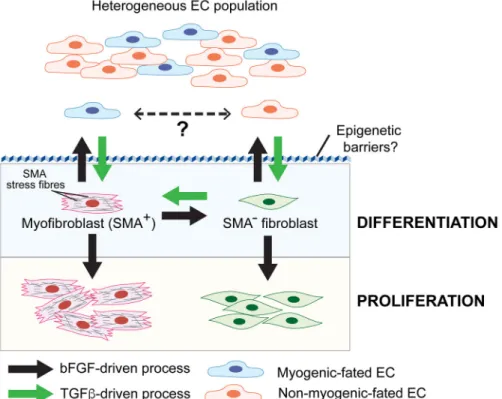 Fig. 1. bFGF and TGFβ signalling converge to regulate EndMT