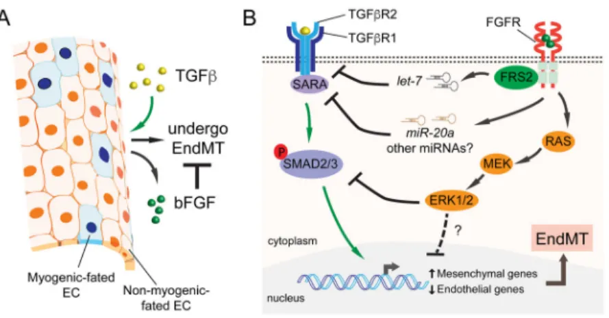 Fig. 2. Molecular mechanisms underlying bFGF’s antagonistic effect on TGFβ signalling during  EndMT