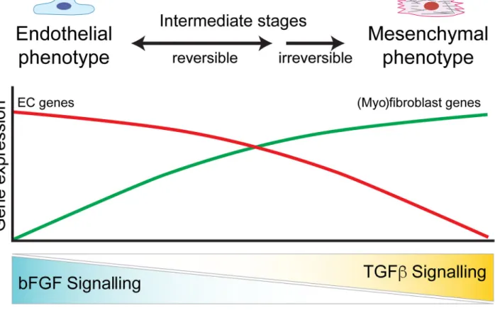 Fig. 3. Endothelial homeostasis and phenotype switching are coordinated by bFGF and TGFβ A balance of bFGF and TGFβ signalling is required for endothelial homeostasis and  EndMT