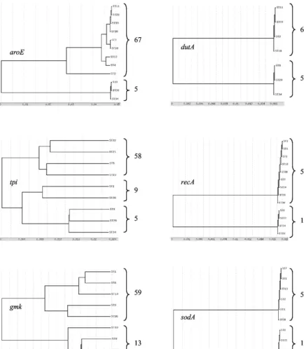 FIG. 3. Dendrograms showing genetic relationships of the 72 C. difﬁcile isolates based on allele sequences of individual loci used for MLST.Only one ST is mentioned for each allele, except for STs 8, 29, and 34, which characterize the minority allelic population.