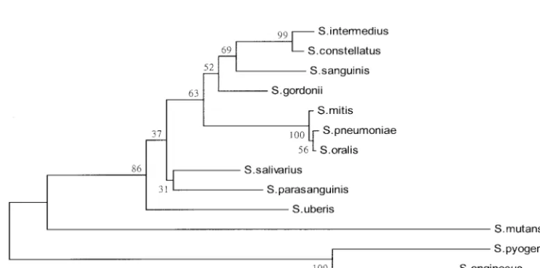 TABLE 3. Intraspecies and interspecies ITS sequence similarity scores among strains of S